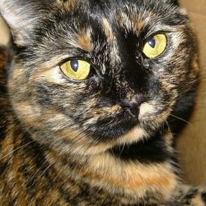 Meet your Posher, Ginger